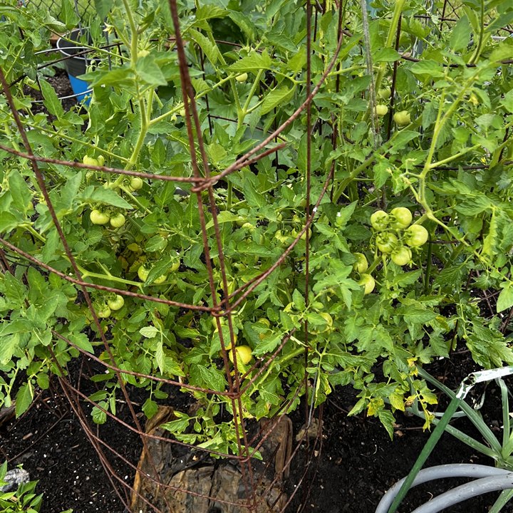 Tomato plants growing in a community garden bed.
