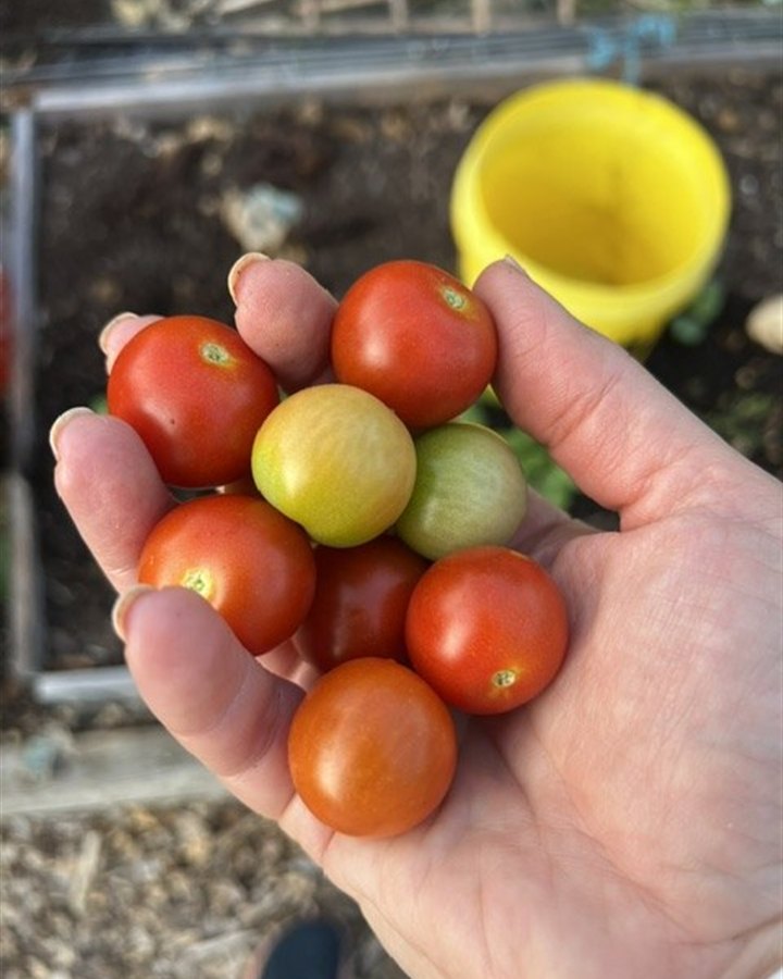 A handful of freshly picked cherry tomatoes from the garden.