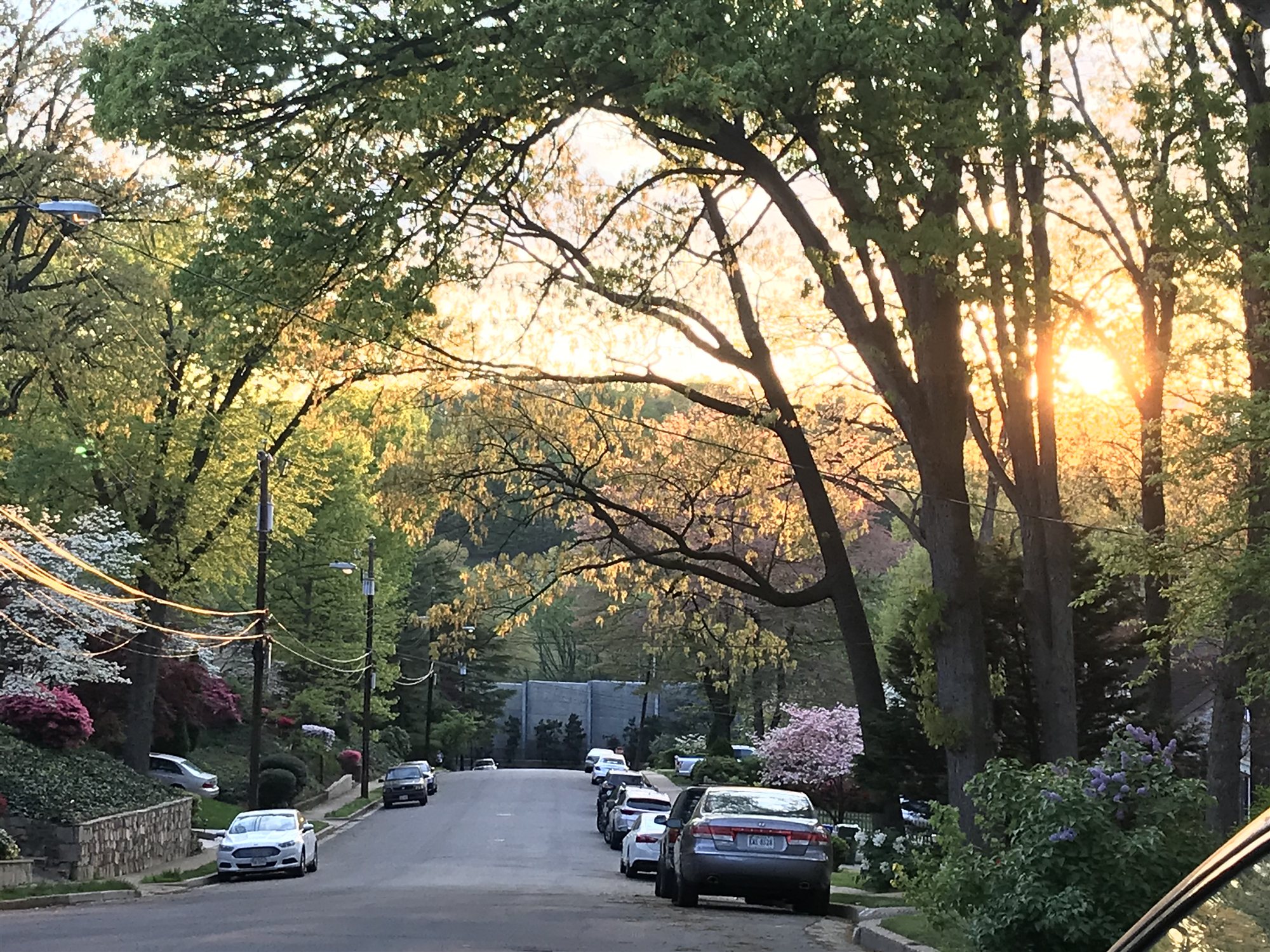 A tree-lined residential street at golden hour, sunlight breaking through the canopy.